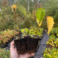 American Hazelnut (Corylus americana)
