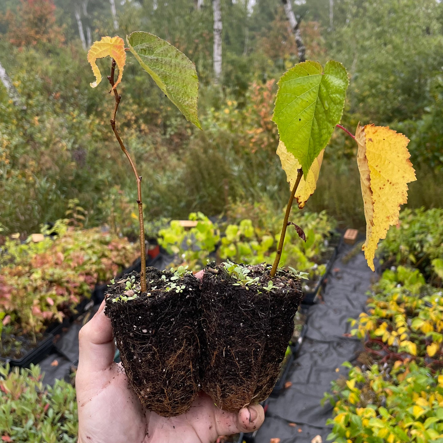 Avellana americana (Corylus americana)