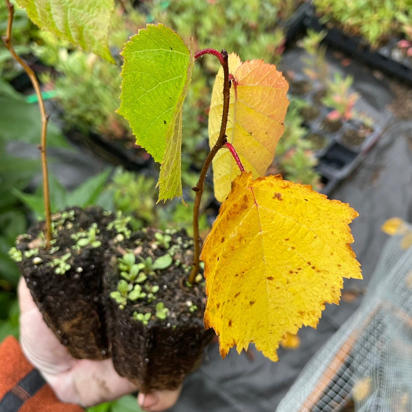 Avellana americana (Corylus americana)