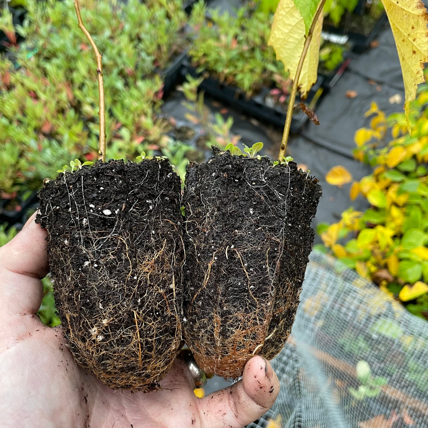 Avellana americana (Corylus americana)