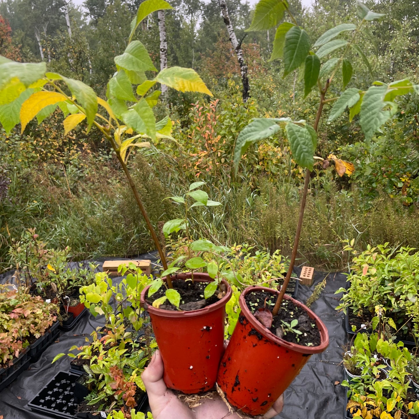 Graines de Noyer Noir (Juglans nigra) - (Zone 3) - 8 Noix