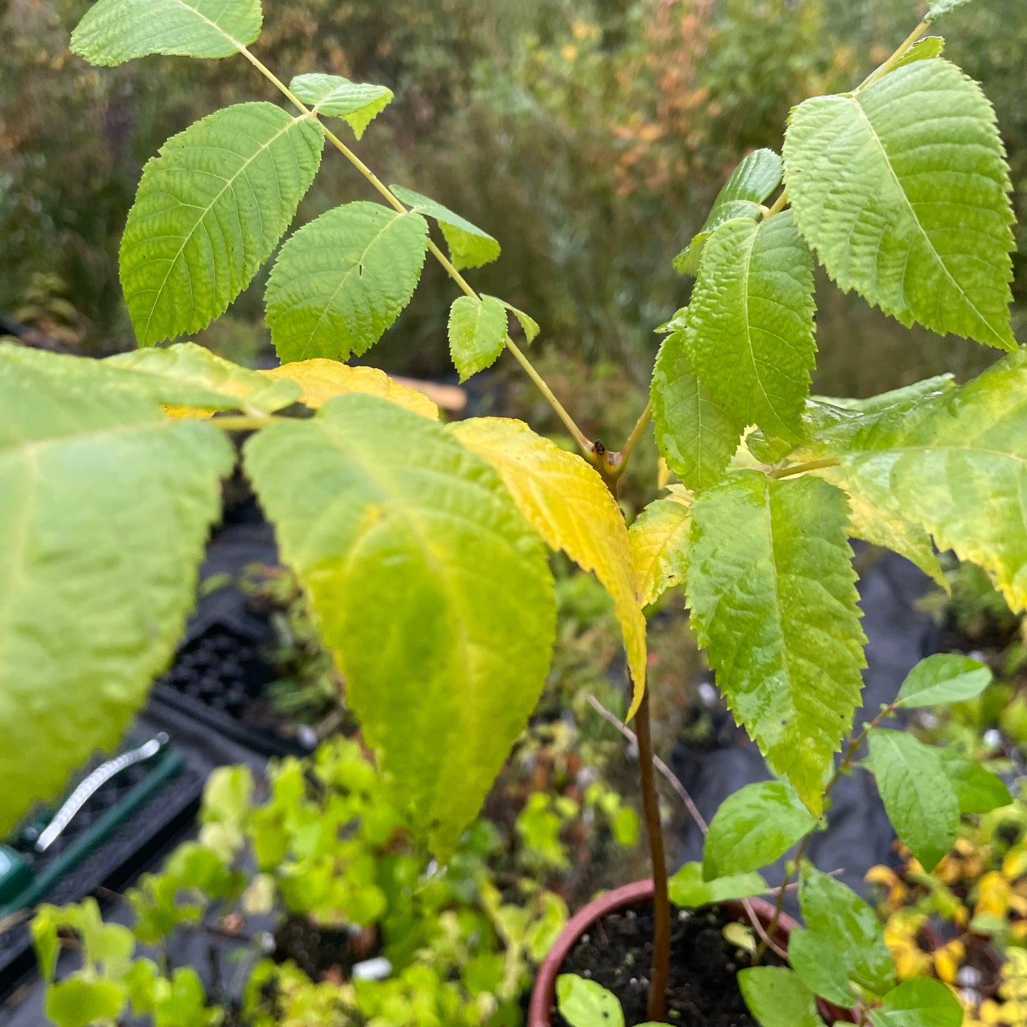 Graines de Noyer Noir (Juglans nigra) - (Zone 3) - 8 Noix