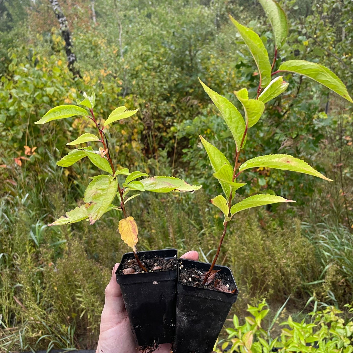 Ciruelo silvestre americano (Prunus americana)
