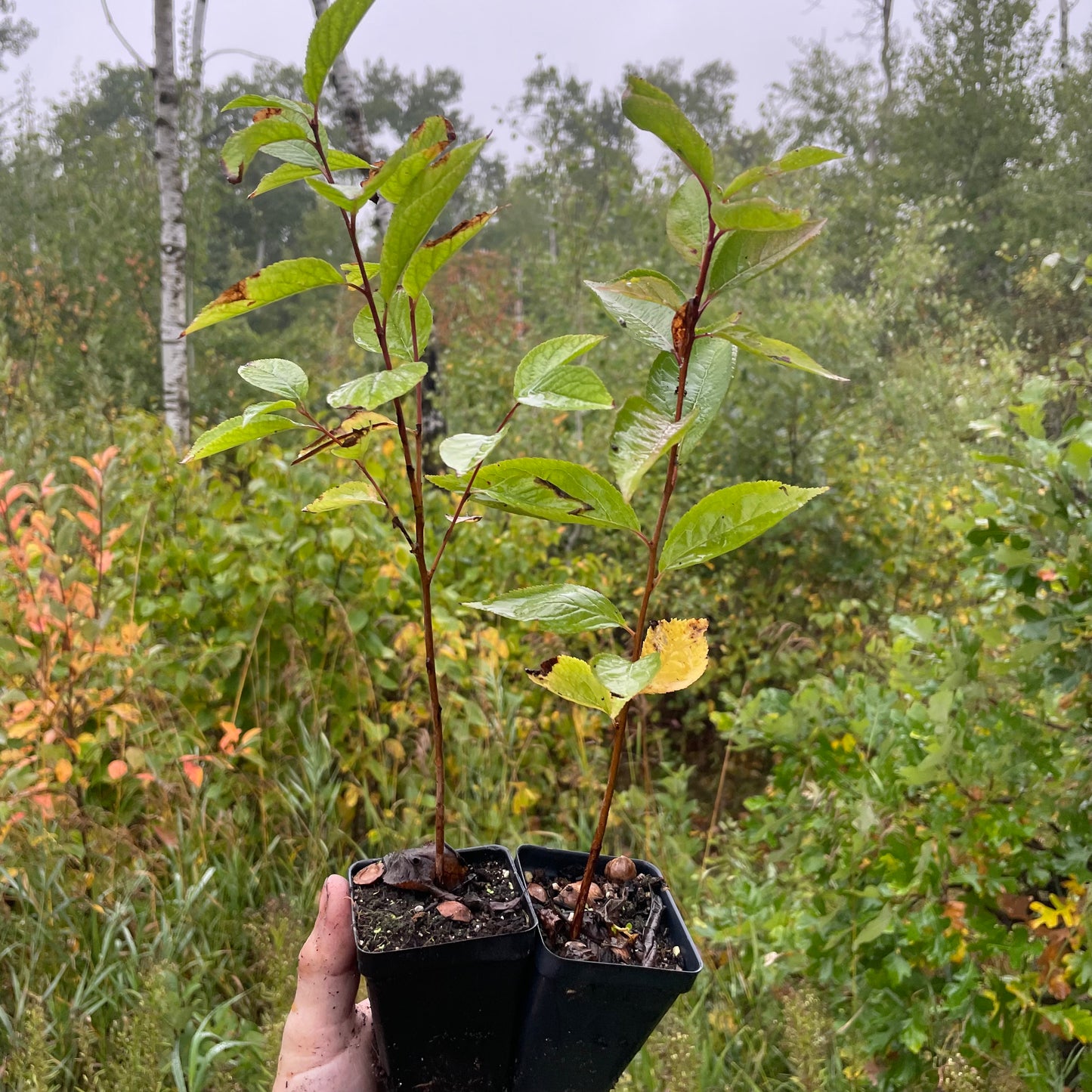 Ciruelo silvestre americano (Prunus americana)