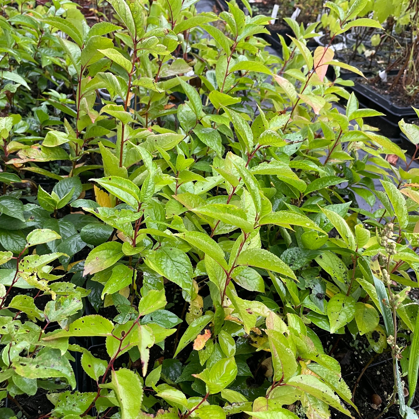 Ciruelo silvestre americano (Prunus americana)