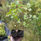 Manchurian Apricot Seedlings (Prunus mandshurica) - Zone 3