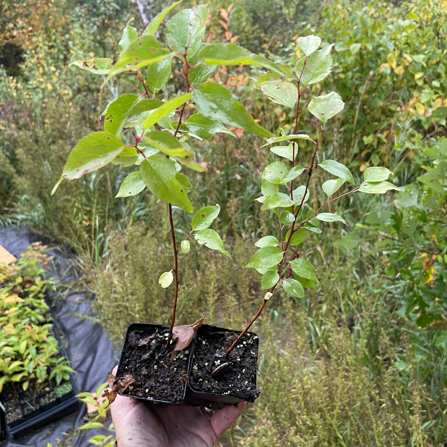 Manchurian Apricot Seedlings (Prunus mandshurica) - Zone 3