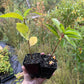 Wild Plum (Prunus nigra x Prunus sp.)
