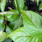 Wild Plum (Prunus nigra x Prunus sp.)