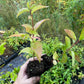 Wild Plum (Prunus nigra x Prunus sp.)