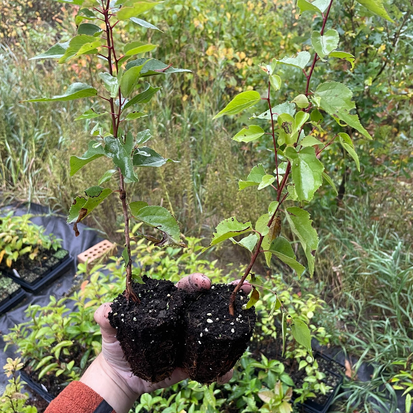 Manchurian Apricot Seedlings (Prunus mandshurica) - Zone 3