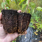 Manchurian Apricot Seedlings (Prunus mandshurica) - Zone 3