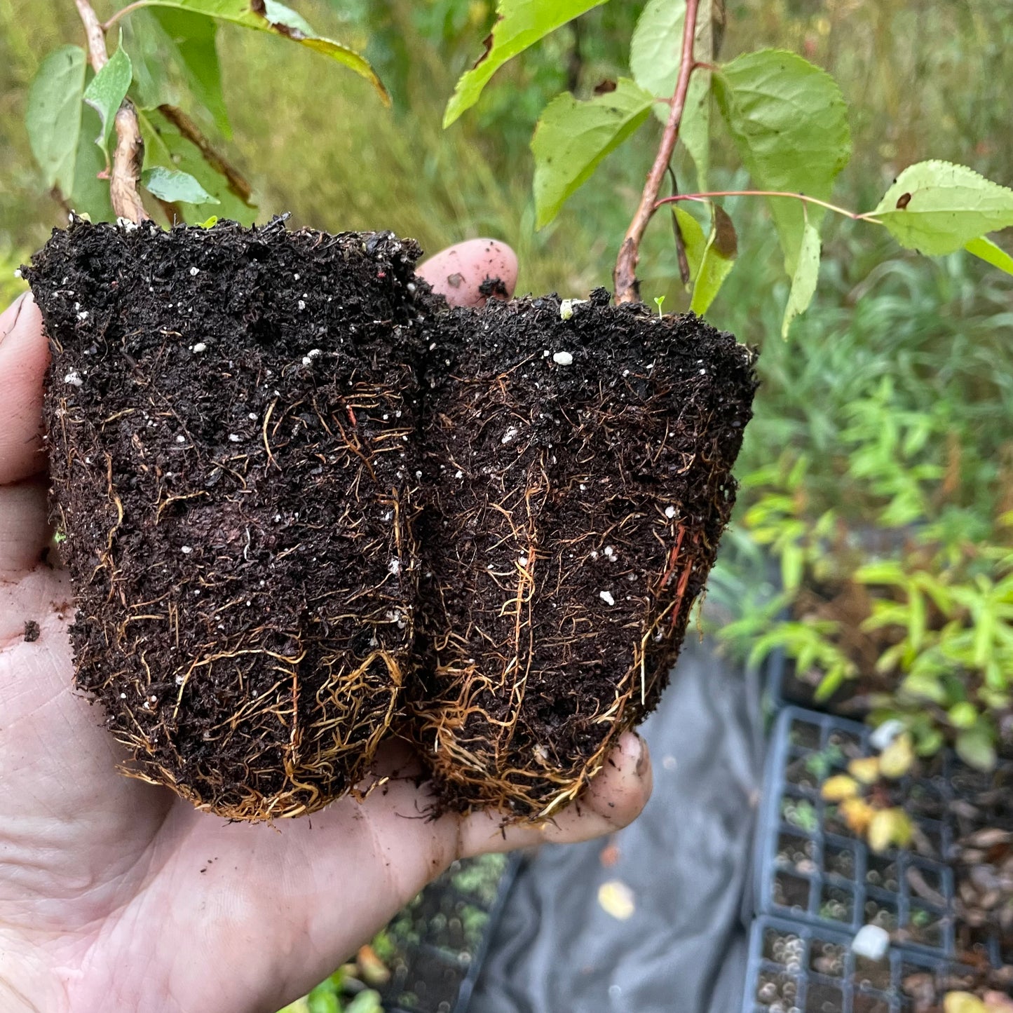 Manchurian Apricot Seedlings (Prunus mandshurica) - Zone 3