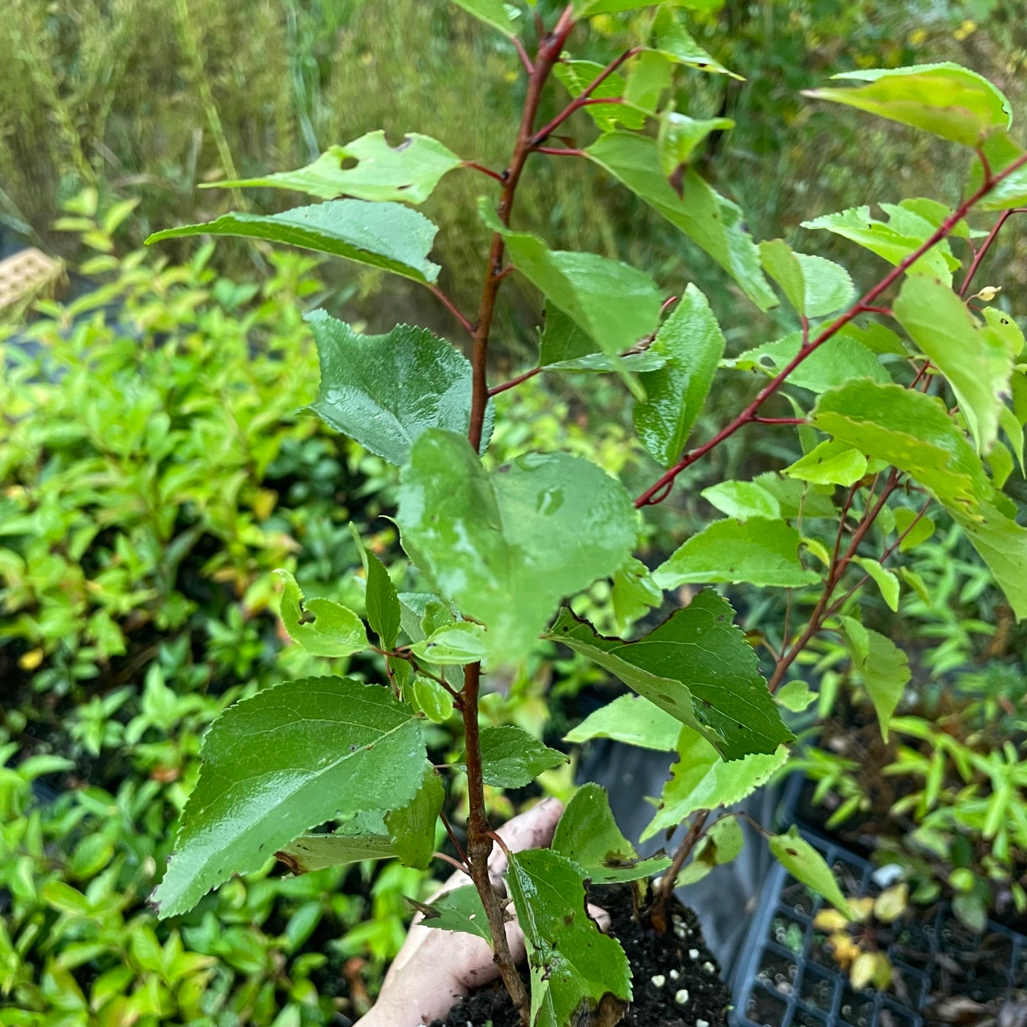 Manchurian Apricot Seedlings (Prunus mandshurica) - Zone 3
