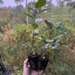 Aron Purple Chokeberry (Aronia melanocarpa 'Aron') - Zone 3
