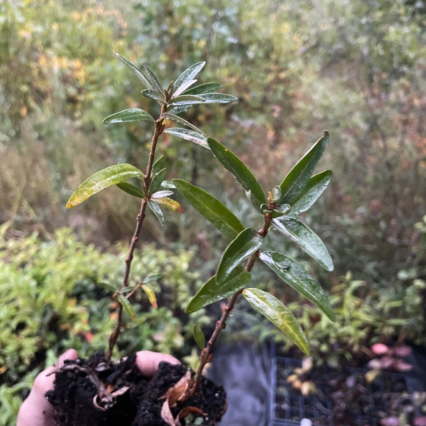 Sea Buckthorn Sinensis Seedlings (Hippophae sinensi × rhamnoides)