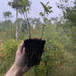 Caragana (Caragana arborescens)