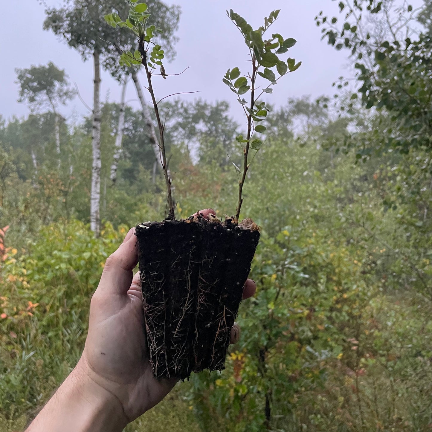Caraganá (Caragana arborescens)