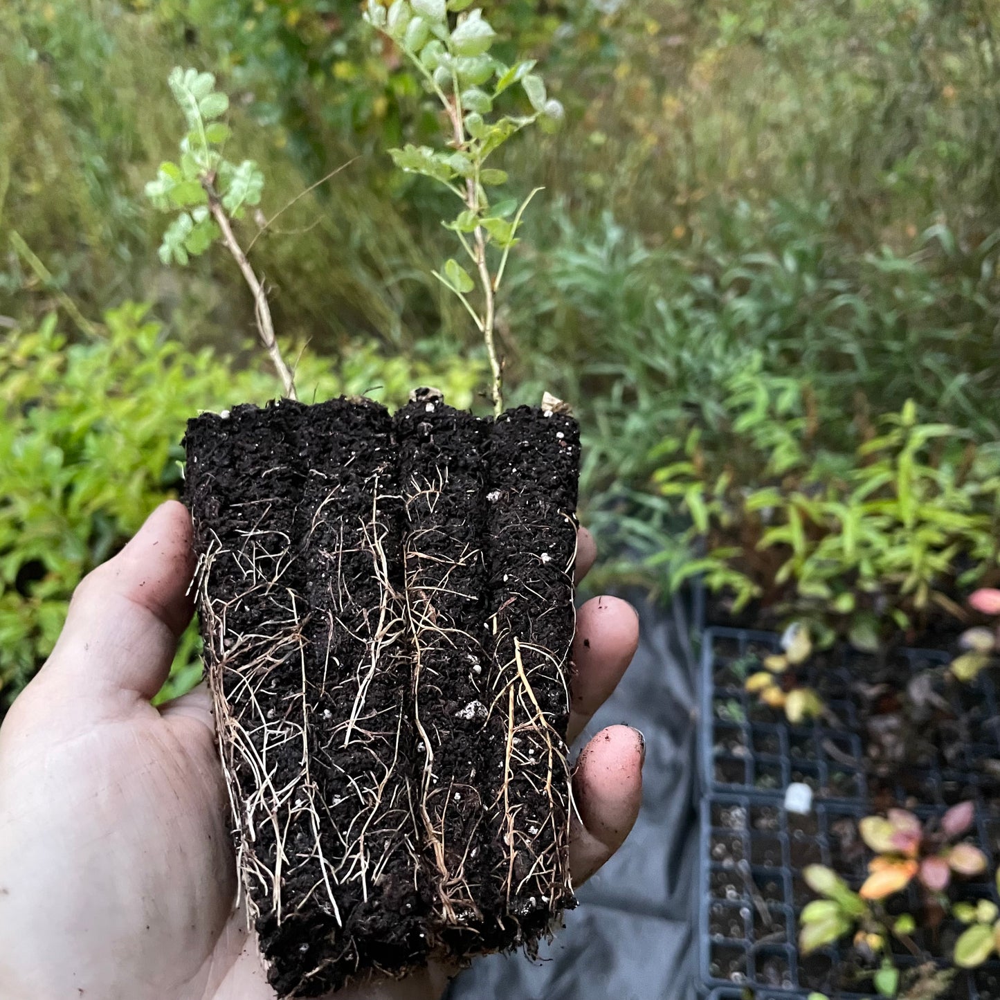 Caraganá (Caragana arborescens)