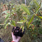 Siberian C Peach (Prunus persica 'Siberian C') - Zone 3/4