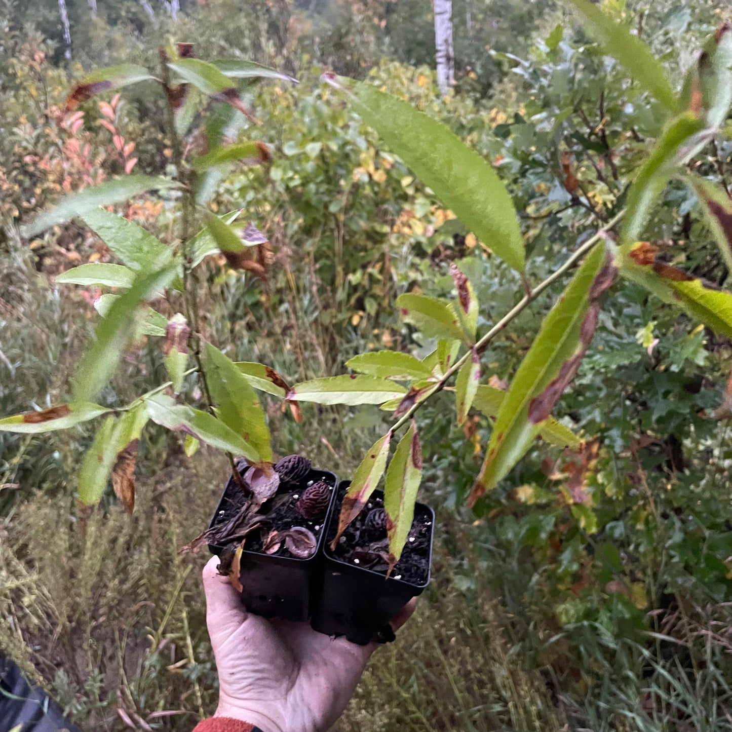 Siberian C Peach (Prunus persica 'Siberian C') - Zone 3/4