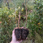Saule des sables (Salix exigua) - Boutures de feuillus