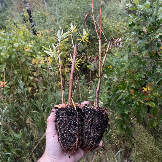 Sauce de banco de arena (Salix exigua) - Esquejes de madera dura