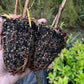 Saule des sables (Salix exigua) - Boutures de feuillus