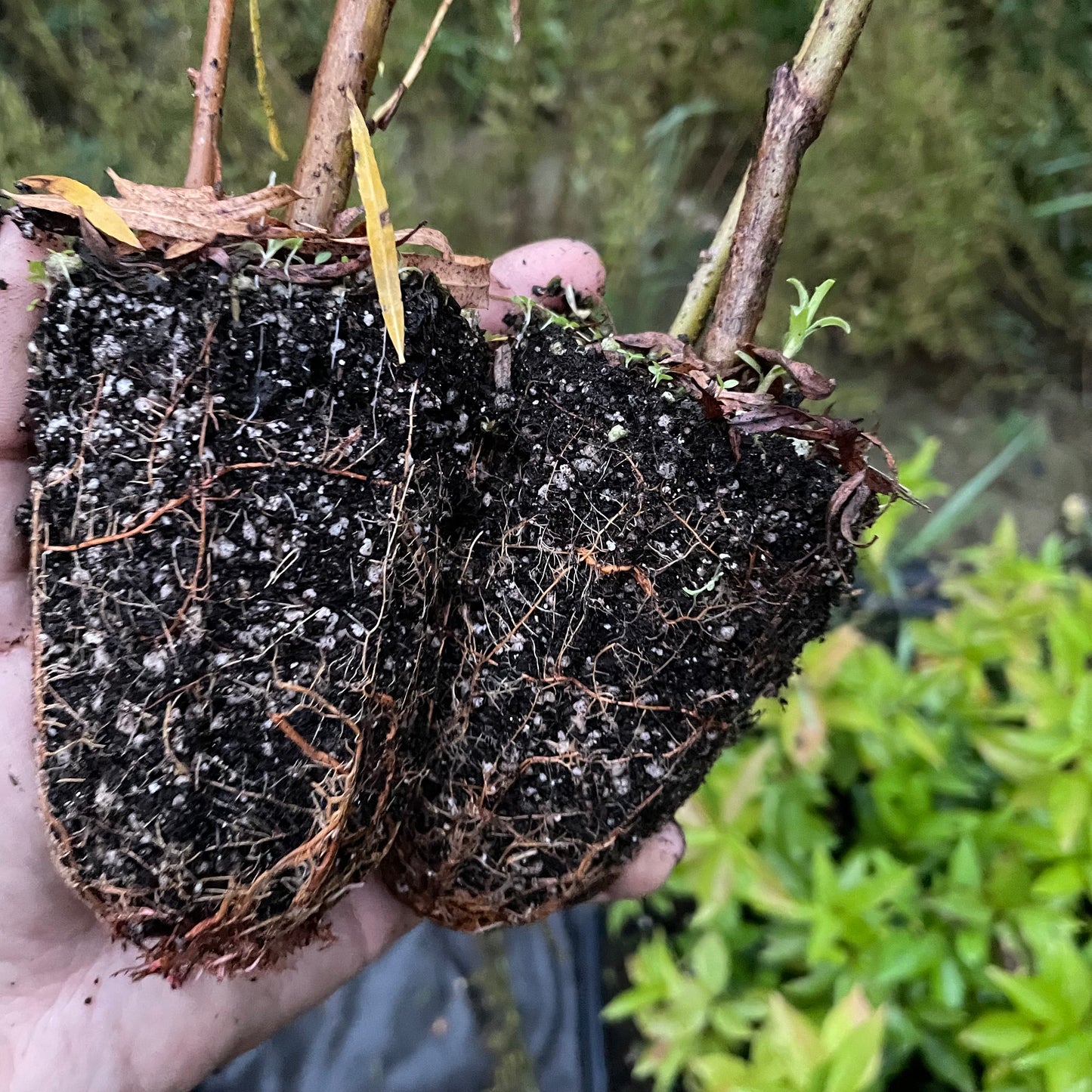 Sauce de banco de arena (Salix exigua) - Esquejes de madera dura