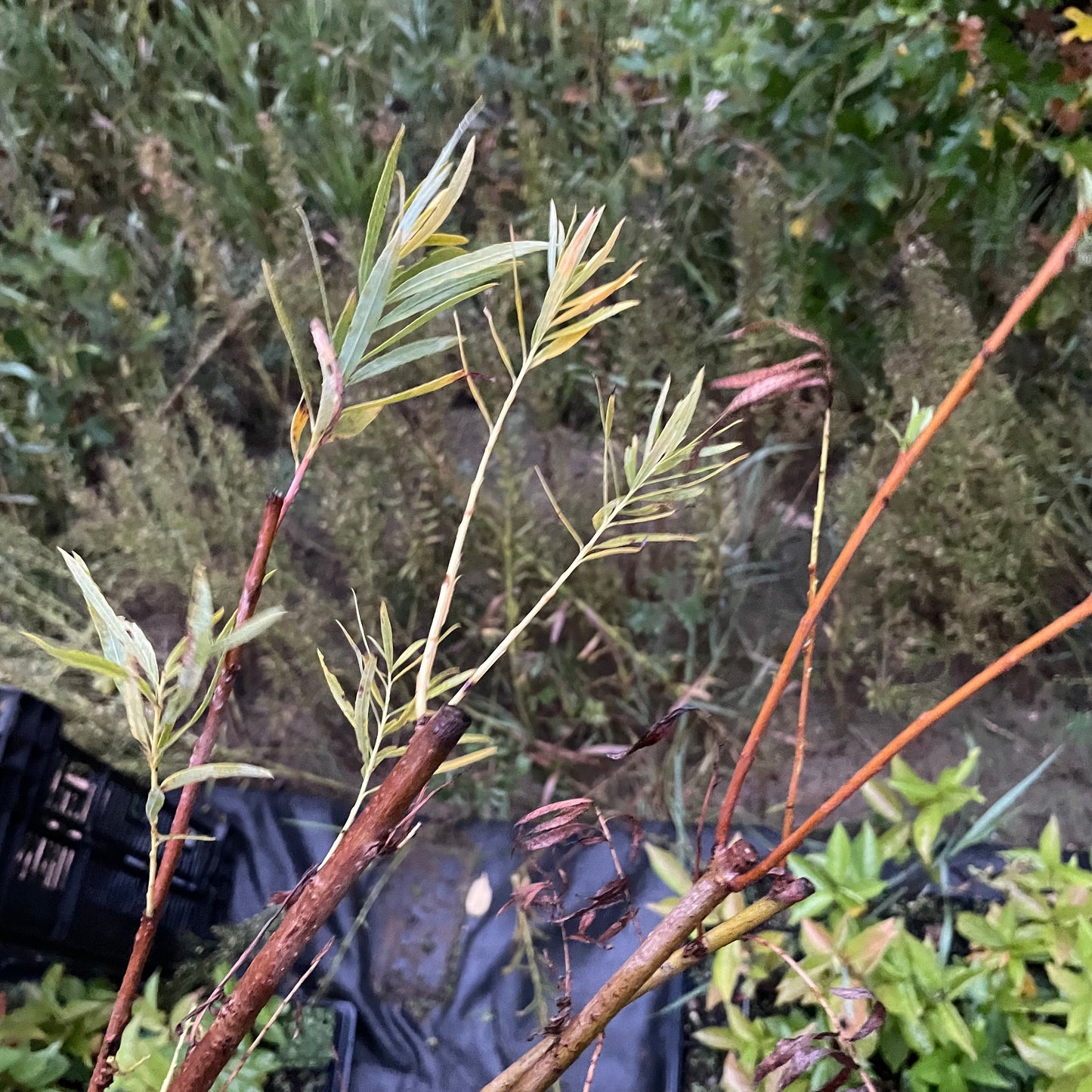 Sauce de banco de arena (Salix exigua) - Esquejes de madera dura
