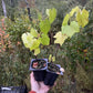 Raisin de rive (Vitis riparia) Vivace - Raisin indigène - Zone 3 - 30+ graines