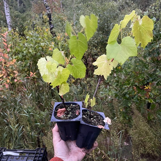 Raisin de rive (Vitis riparia) Vivace - Raisin indigène - Zone 3 - 30+ graines
