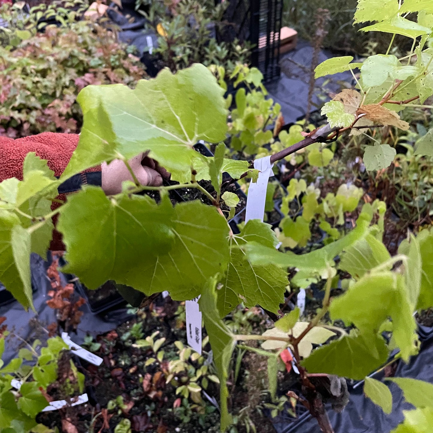 Raisin Valiant (Vitis riparia x Vitis labrusca 'Valiant')