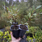 Western Sandcherry (Prunus besseyi)