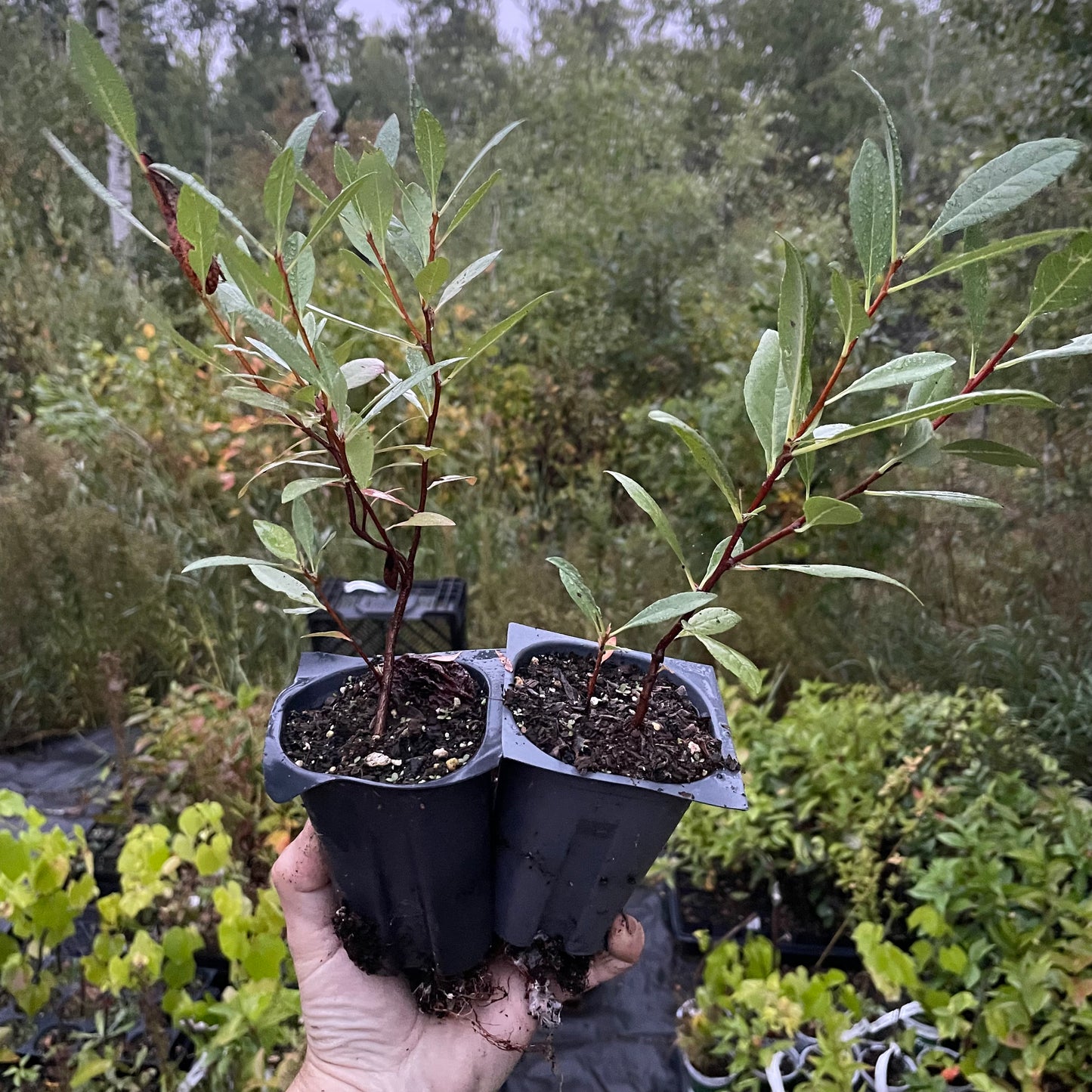 Prunier de Besse (Prunus besseyi) 