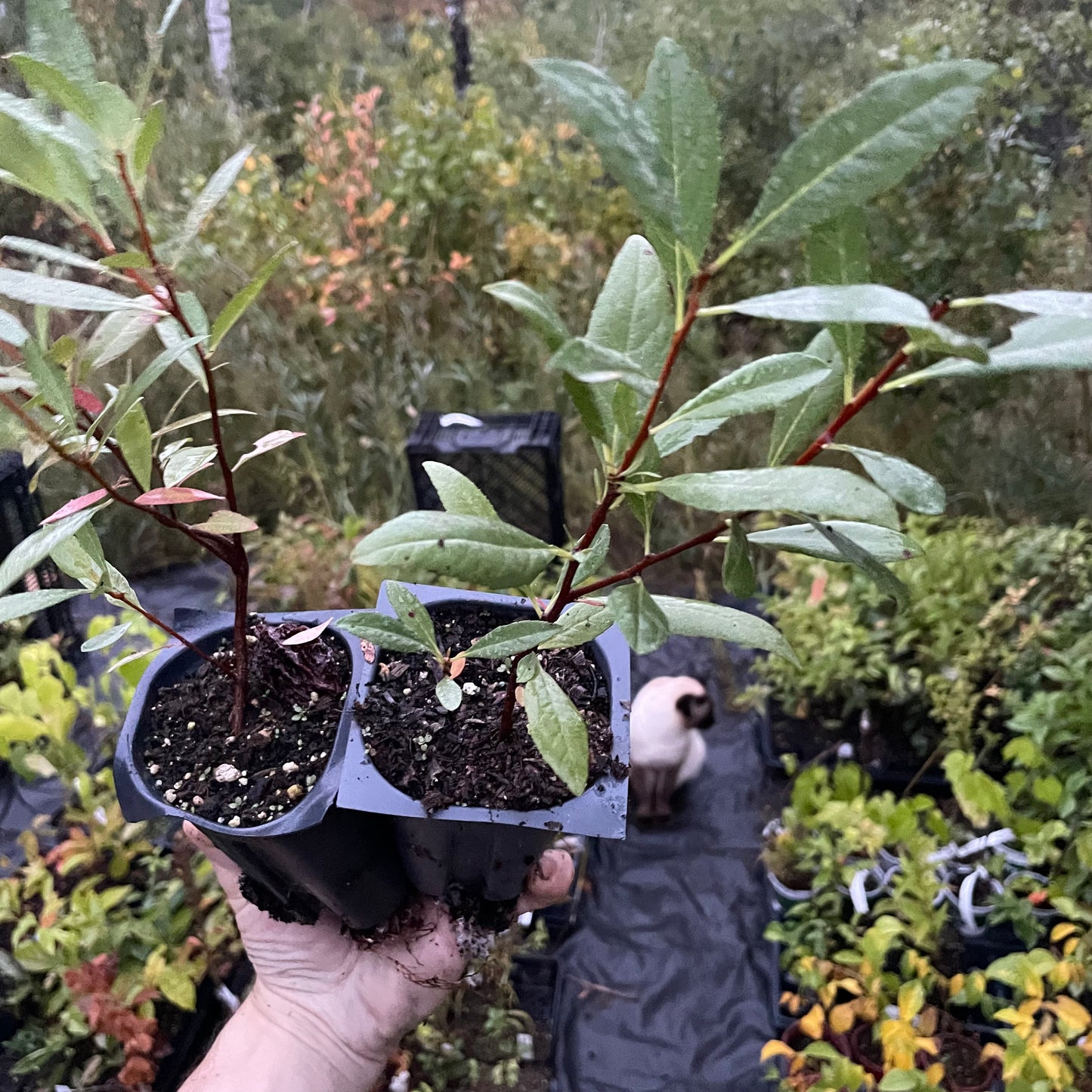 Prunier de Besse (Prunus besseyi) 