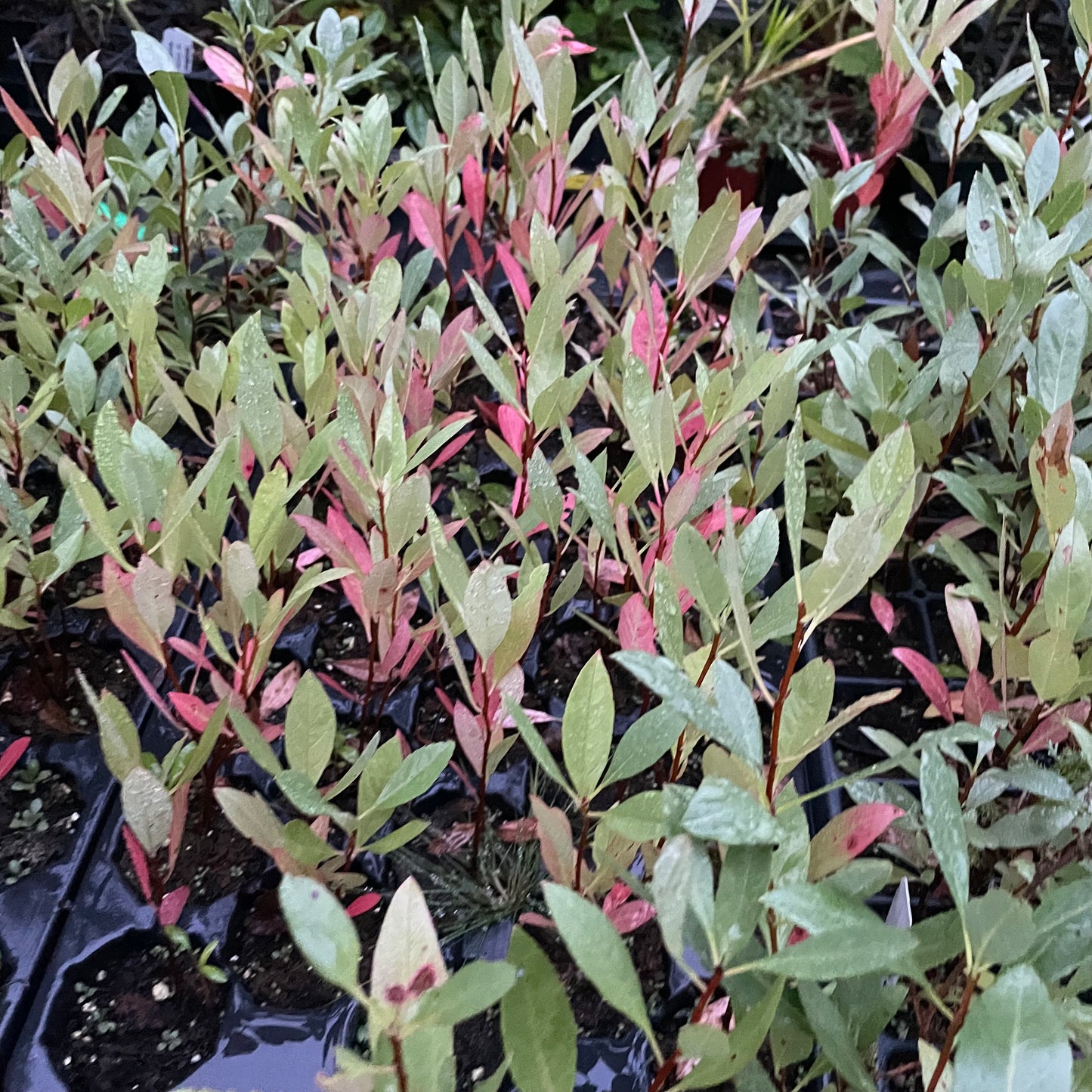 Prunier de Besse (Prunus besseyi) 