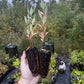 Western Sandcherry (Prunus besseyi)