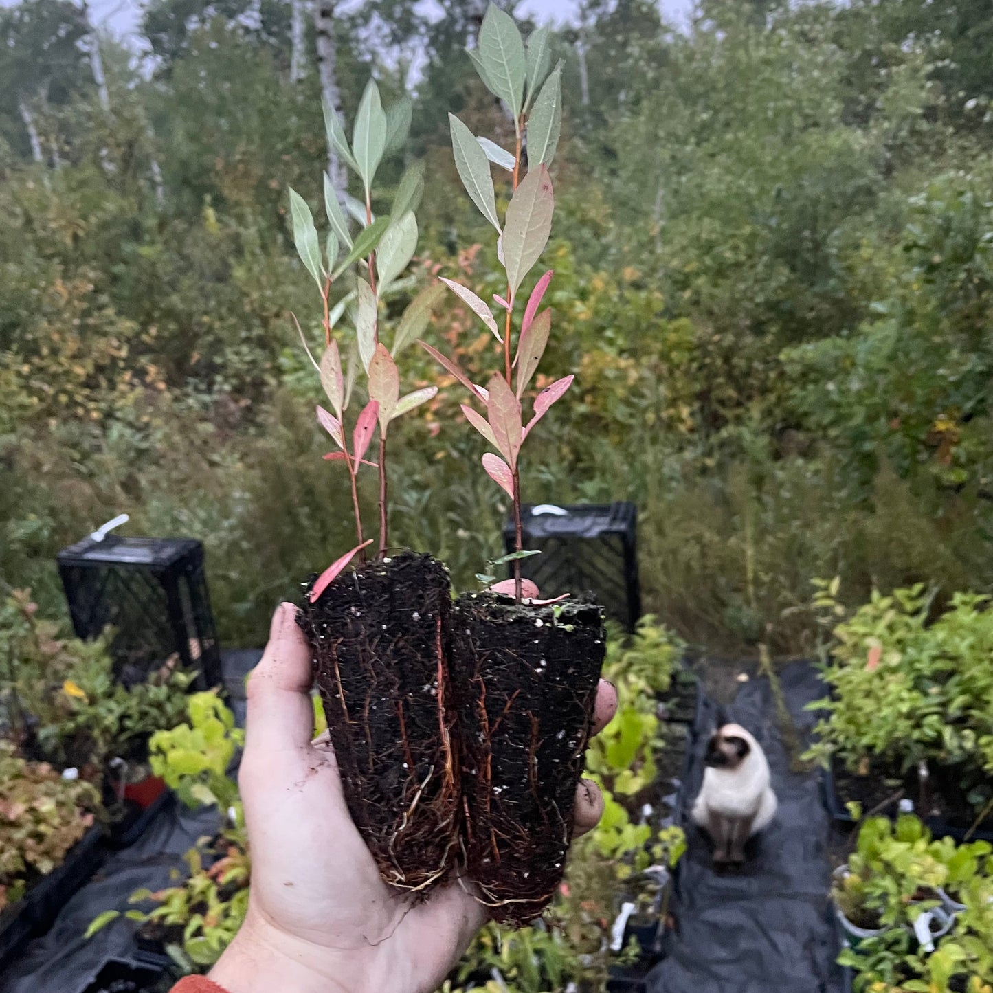Prunier de Besse (Prunus besseyi) 