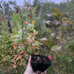 Jeunes plants de pruniers (Prunus sp.) - Zone 3