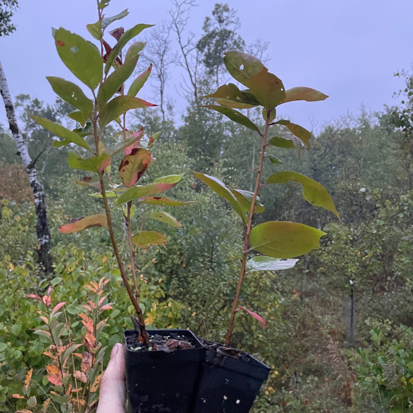 Jeunes plants de pruniers (Prunus sp.) - Zone 3