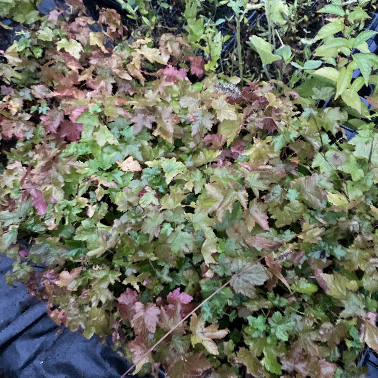 Wild American Black Currant (Ribes americanum)