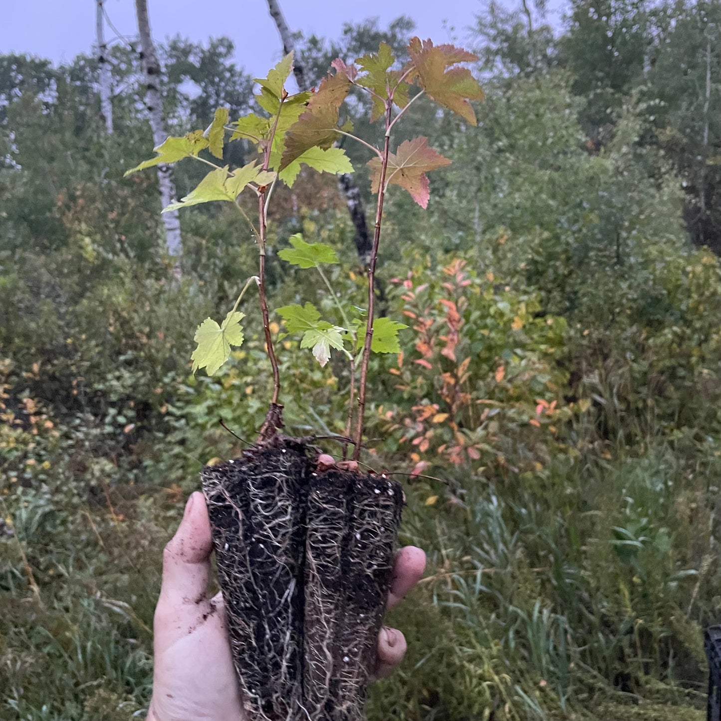 Wild American Black Currant (Ribes americanum)