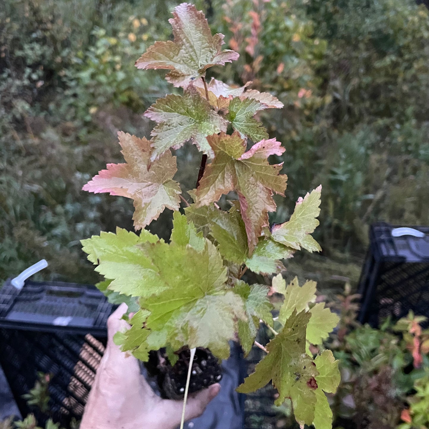 Wild American Black Currant (Ribes americanum)