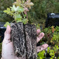 Wild American Black Currant (Ribes americanum)