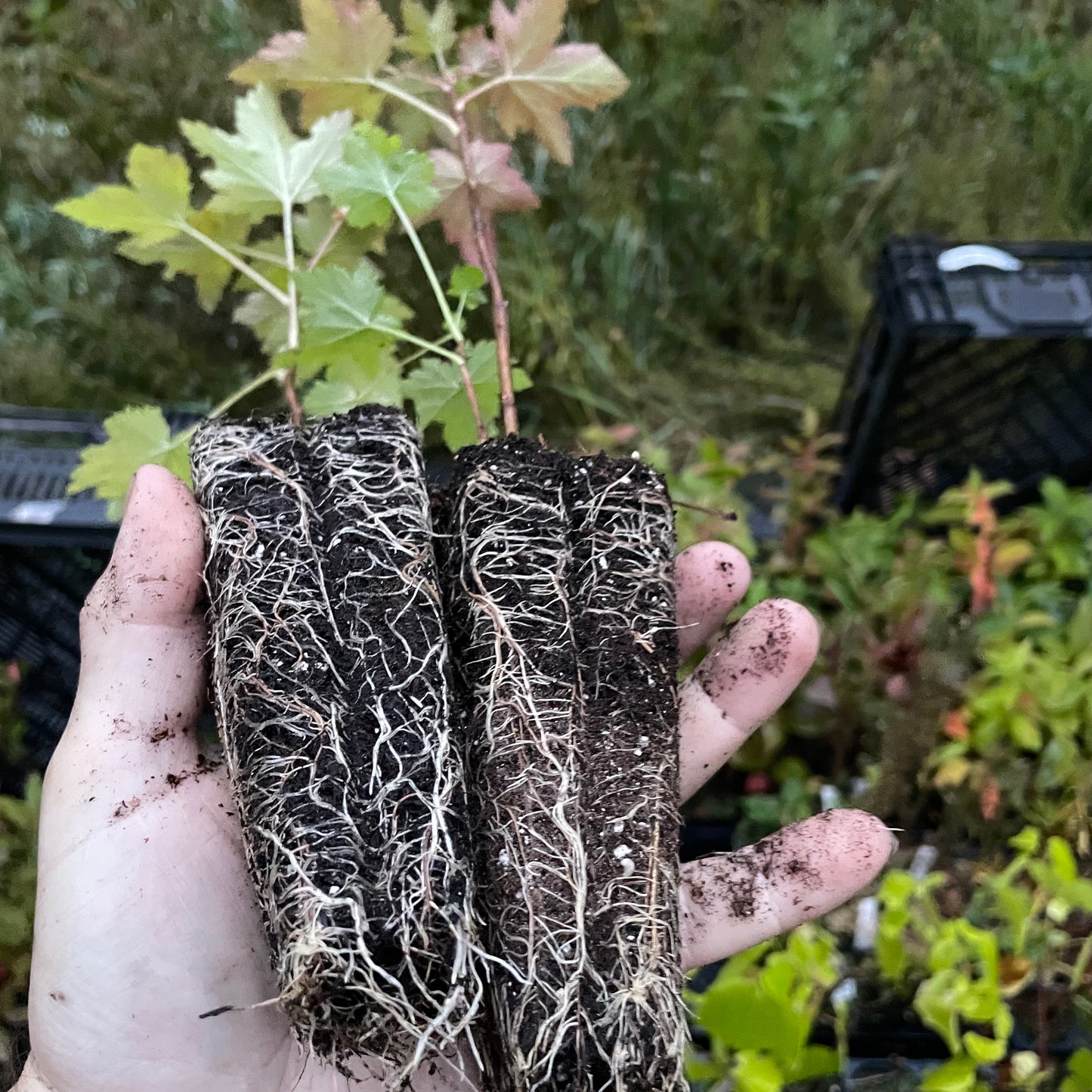 Wild American Black Currant (Ribes americanum)