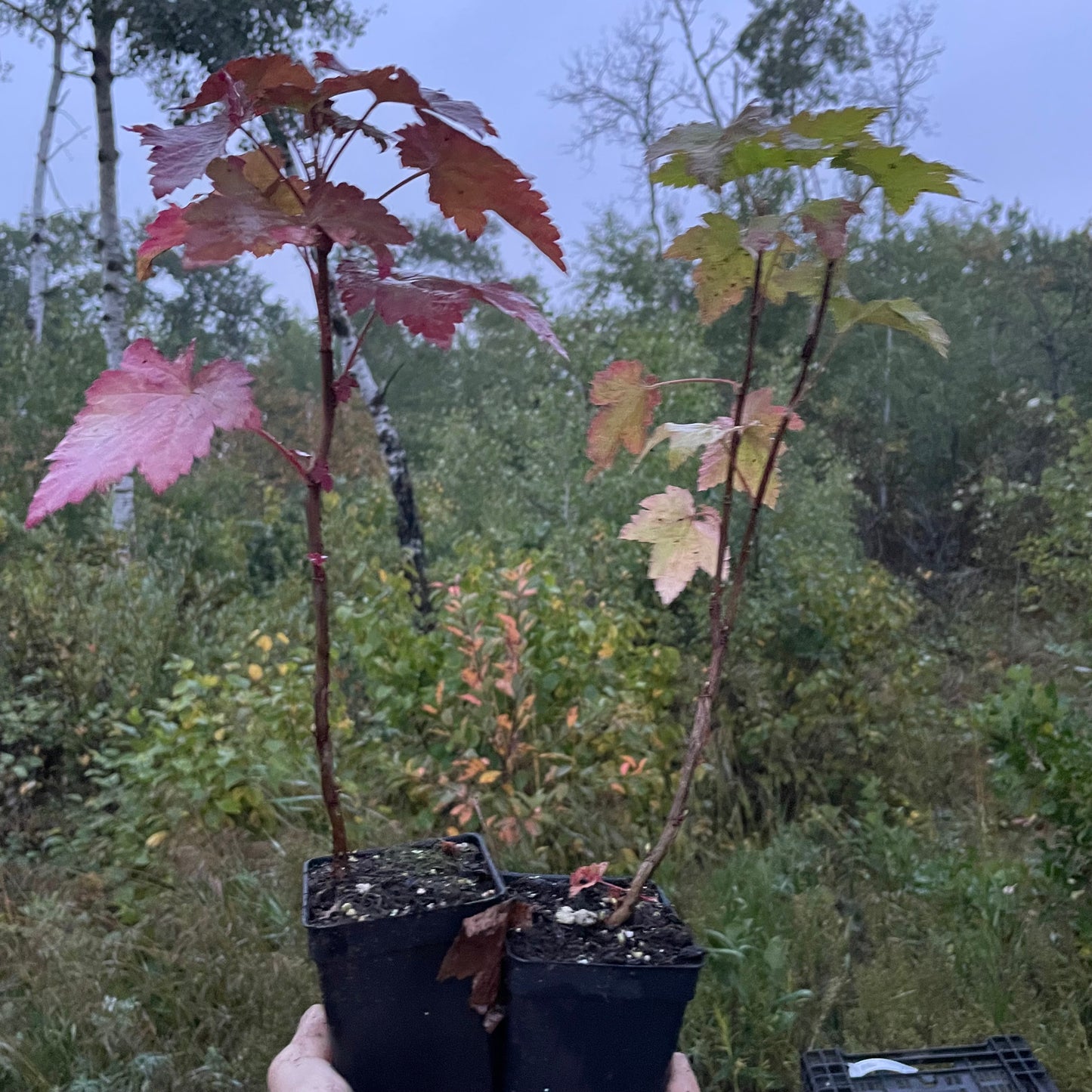 Wild American Black Currant (Ribes americanum)