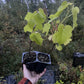 Valiant Grape (Vitis riparia x Vitis labrusca 'Valiant')