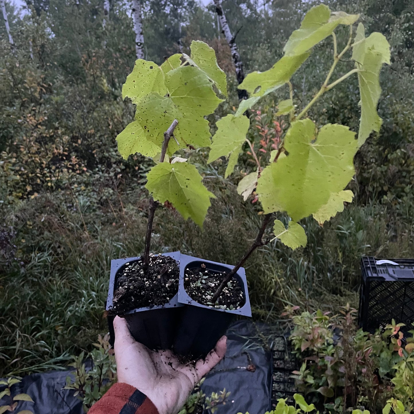 Raisin Valiant (Vitis riparia x Vitis labrusca 'Valiant')