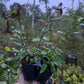 Flowering Quince Seedlings (Cydonia sp.) - Zone 4